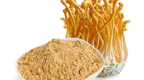 cordyceps mushroom