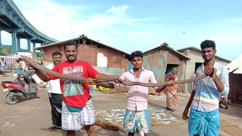 விலாங்கு மீன்