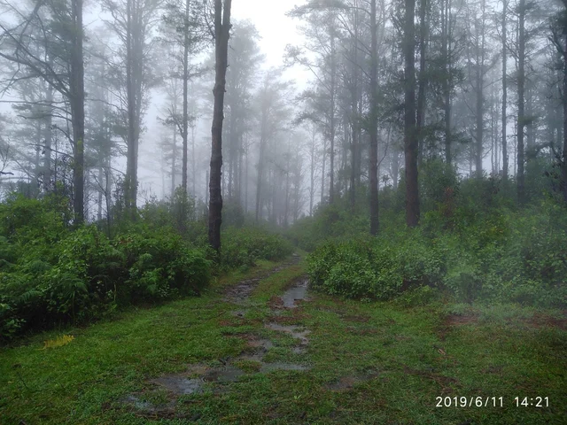 Shola Forest