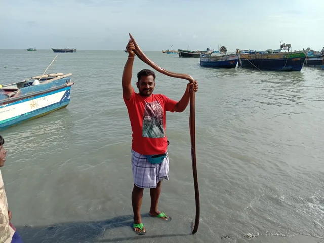 விலாங்கு மீன்