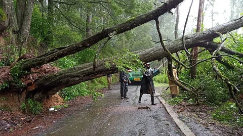 சாலையின் குறுக்கே விழுந்த மரம்
