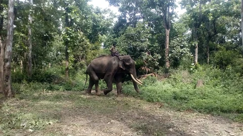 கும்கி வெங்கடேஷ்
