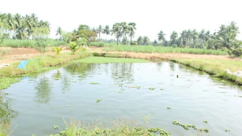 farm pond
