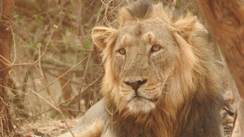 Asiatic Lion