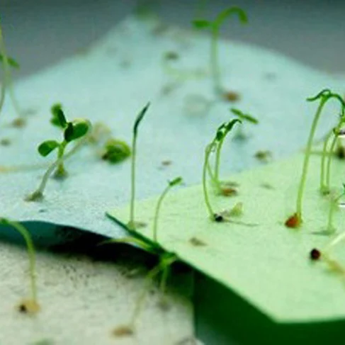 விதையிலிருந்து வளரும் மரங்கள்