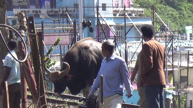 குன்னூர் நகருக்குள் வலம் வந்த காட்டுமாடு