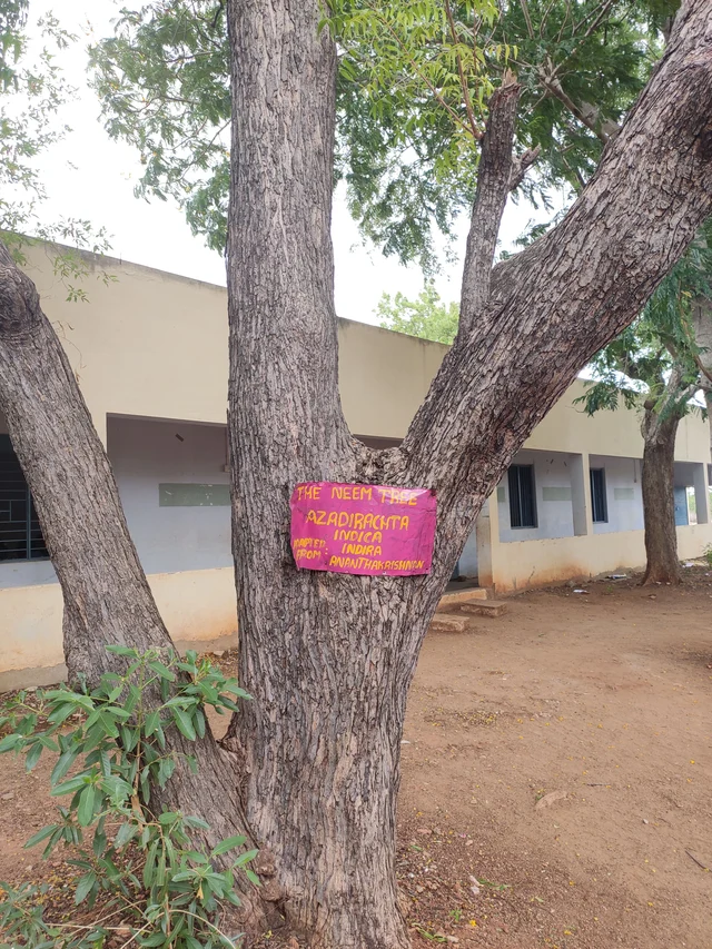 Trees planted by the old students