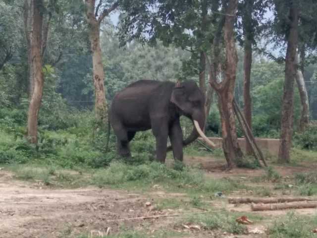 வெங்கடேஷ்