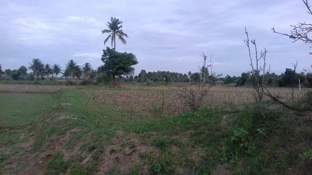 வெட்டுக்குளம் கண்மாய்