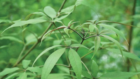 Chaste tree