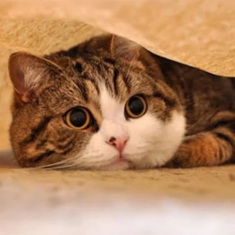 பூனை