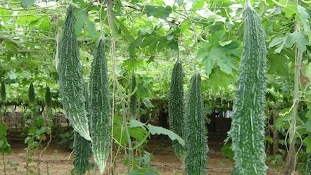 bittergourd