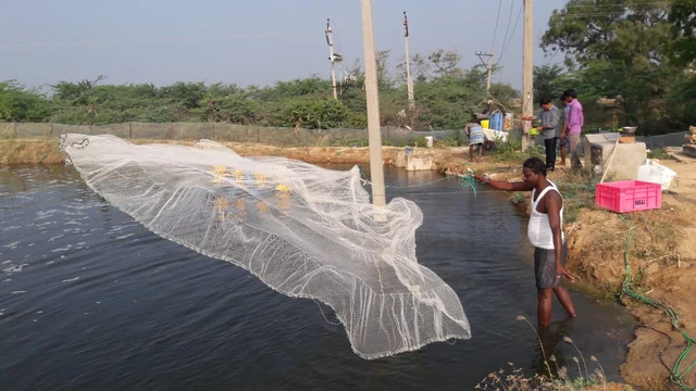 அலையாத்திக் காடுகள்