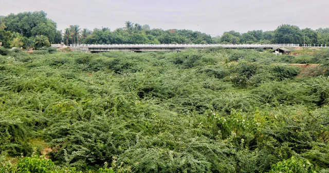 Thorny bushes