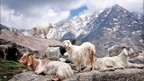 காஷ்மீர் விவசாயம்