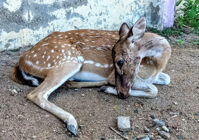 Deer