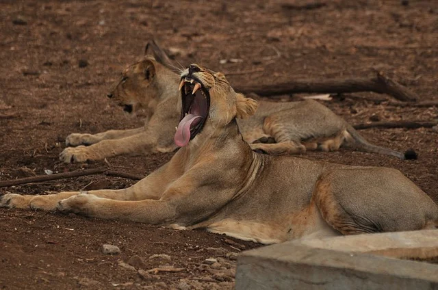 Asiatic Lions