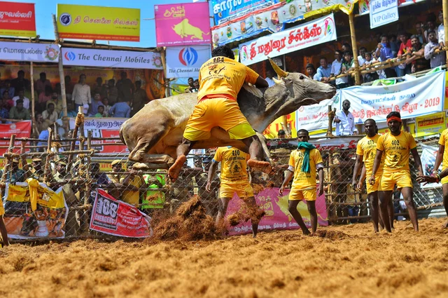 Jallikattu
