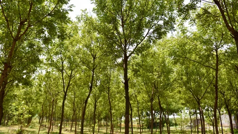வேப்பமரங்கள் நிறைந்த குறுங்காடு