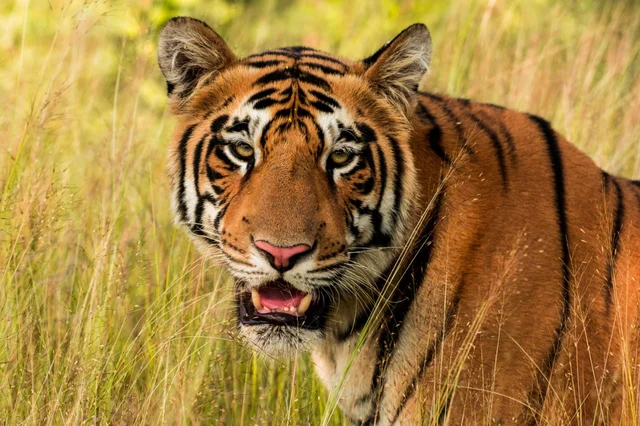 புலி