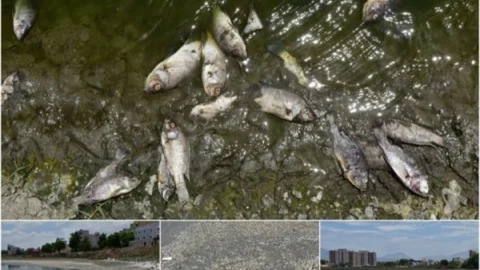 water pollution