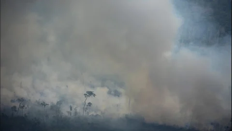 Amazon Fires