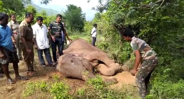 elephant death