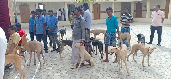 சிகிச்சைக்கு வந்த நாய்கள்
