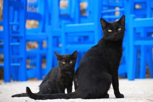 black cats