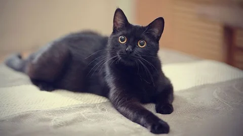 black cat appreciation day