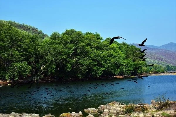 Cauvery River