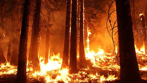 Amazon Fires