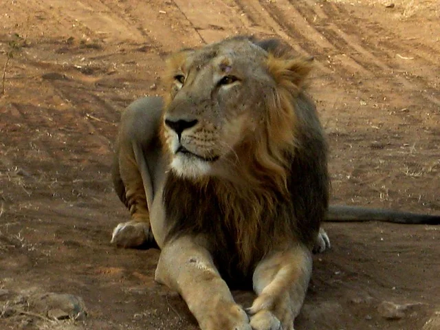 Gir Lions