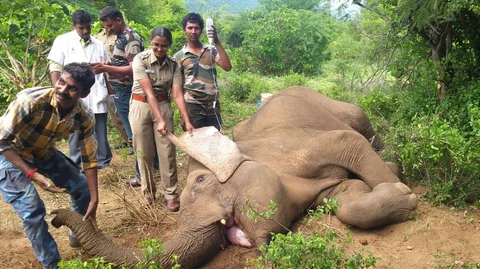 elephant death