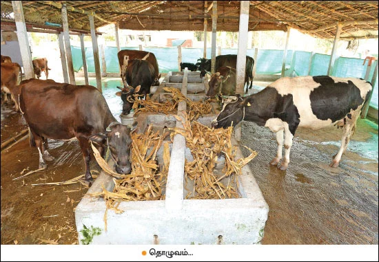 Cattles