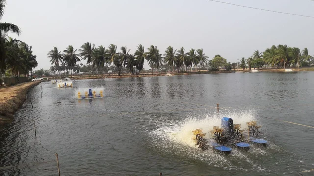 அலையாத்திக் காடுகள்