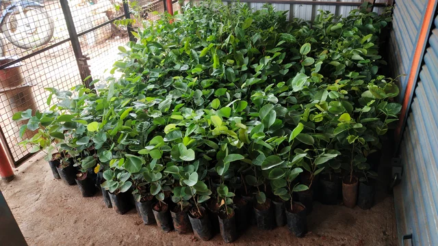 sapling
