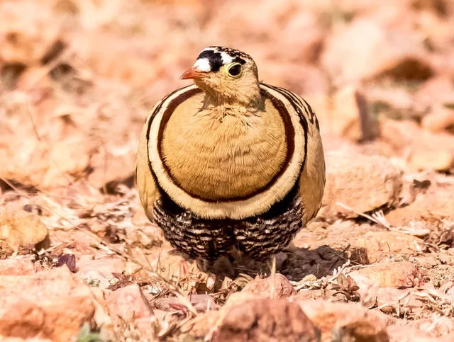 பறவை