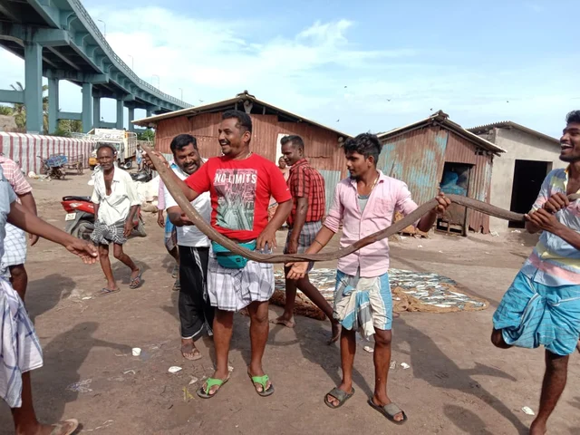 விலாங்கு மீன்