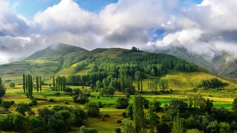 Grassland