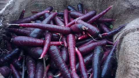 சோதனை முயற்சியில் விளைவிக்கப்பட்ட ஊதா நிற கேரட்