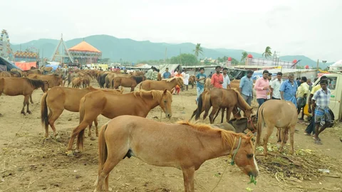 அந்தியூர் கால்நடைச் சந்தை