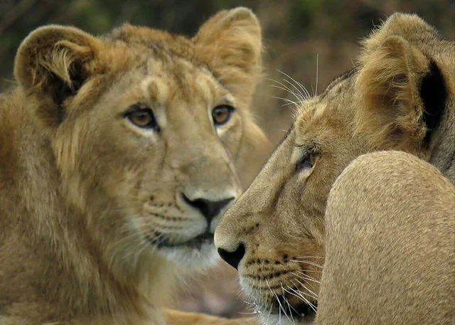 Lions