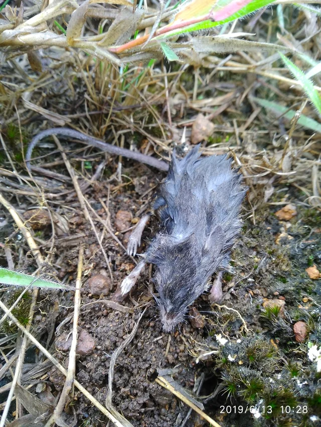 Frozen Rat