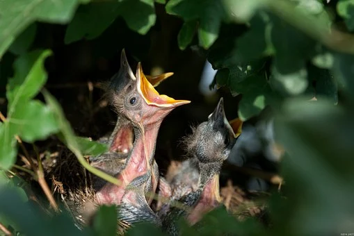 Representational Image