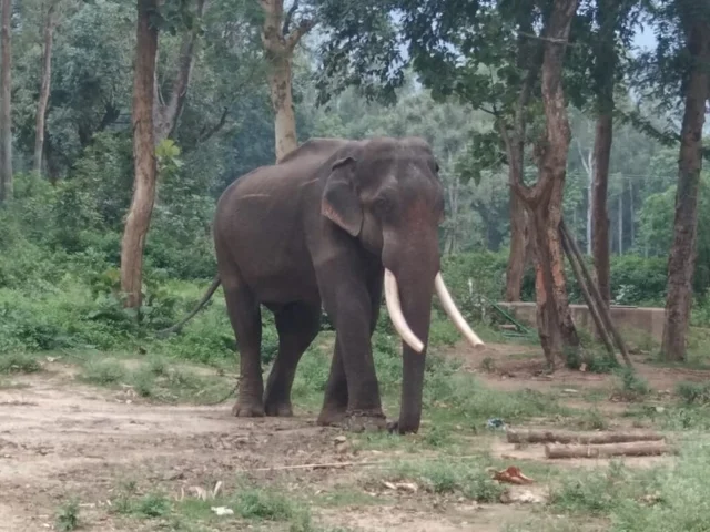 கும்கி வெங்கடேஷ்