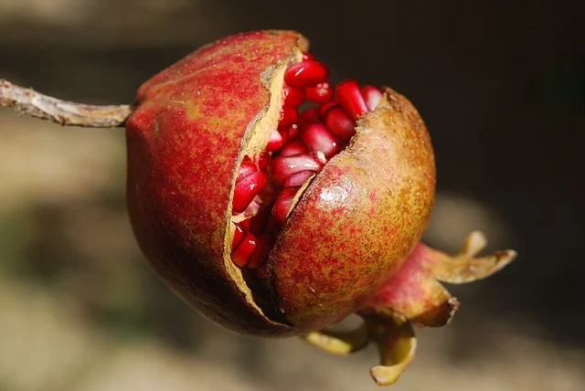 மாதுளை
