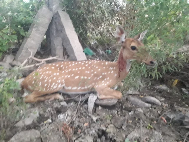 Deer