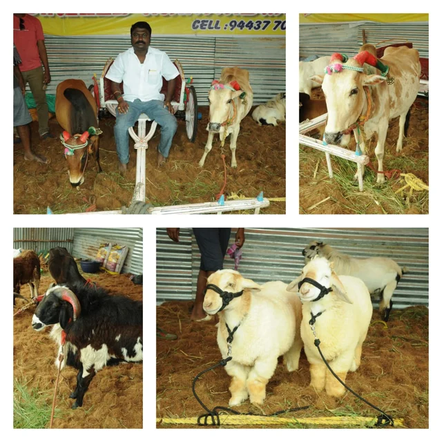 அஸ்ஸாம் ஆடுகள், குட்டை மாடுகள்