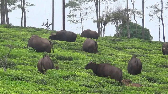 காட்டுமாடுகள்